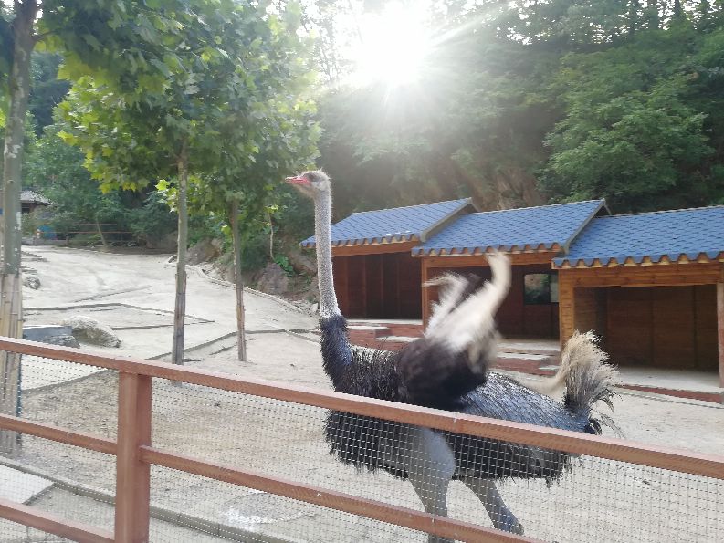 洛阳栾川竹海野生动物园值得去吗,洛阳栾川竹海野生动物园都有什么