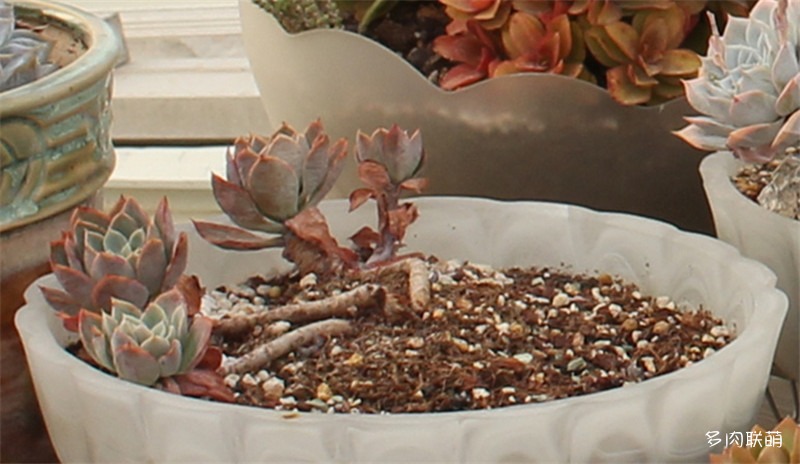 容易爆盆的玫瑰多肉,容易过冬过夏的多肉
