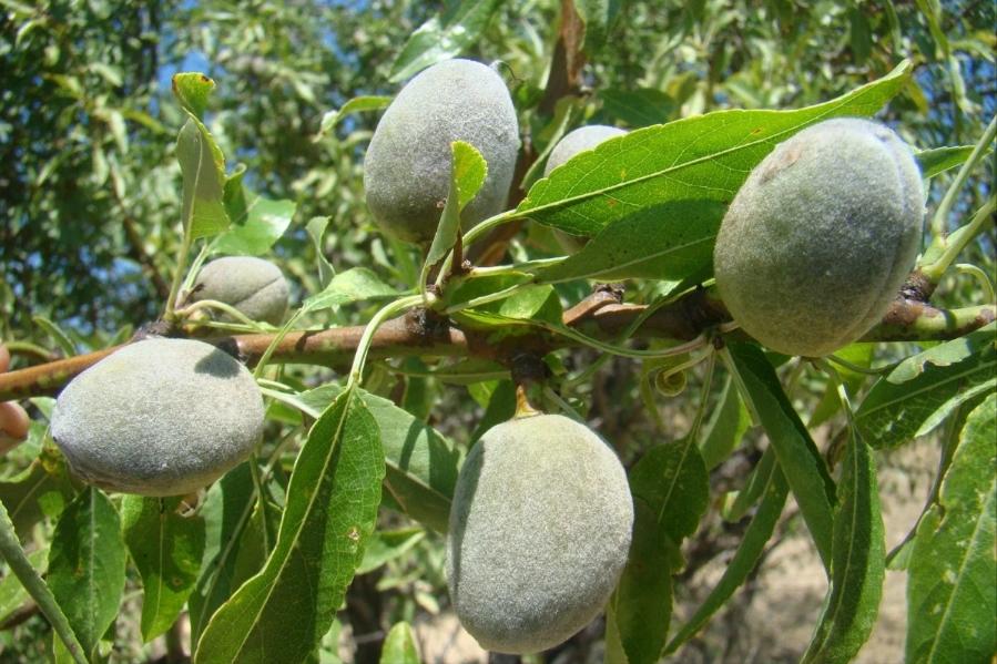 为什么把巴旦木叫做美国大杏仁,为什么叫美国大杏仁