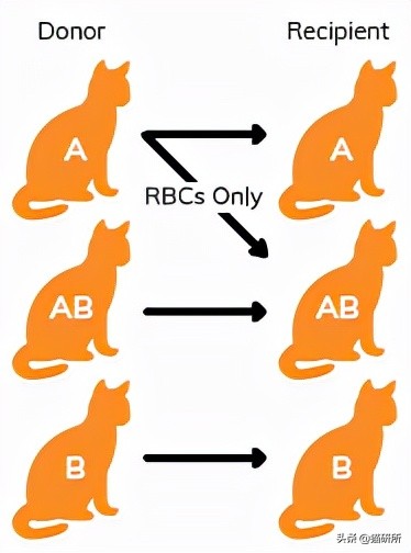猫咪大部分是什么血型,猫咪的血型有哪几种