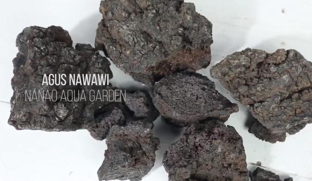 莫斯树到底好不好,莫斯树是什么