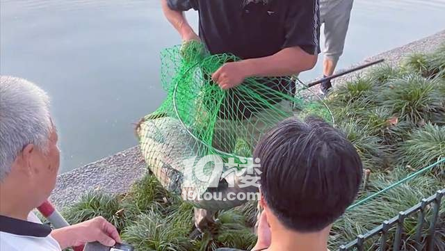 杭州西湖钓鱼被罚款,杭州市西湖钓鱼证