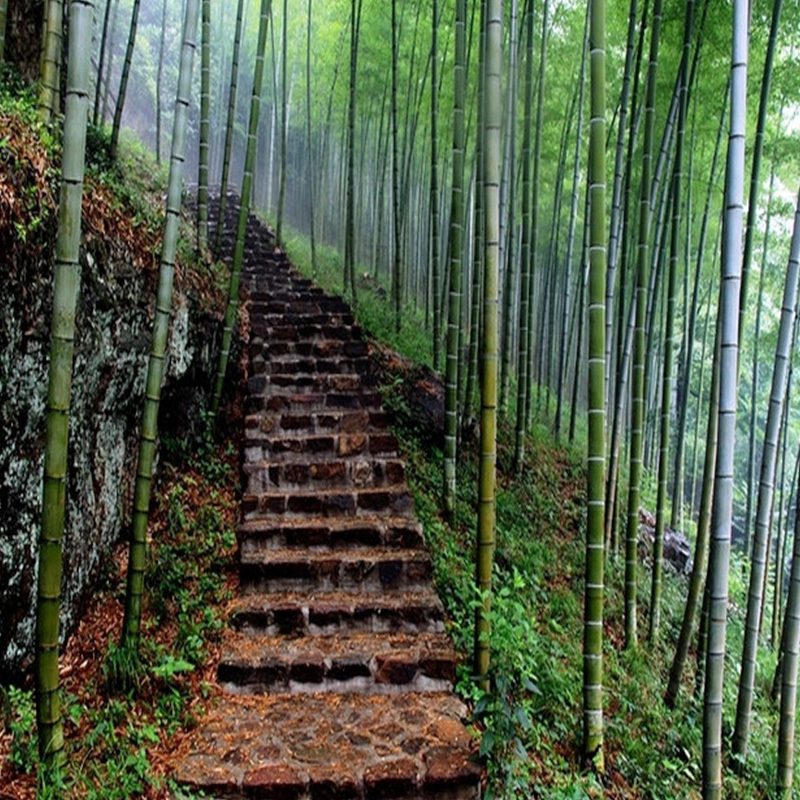 江苏安徽交界竹海,江苏竹林面积多少亩