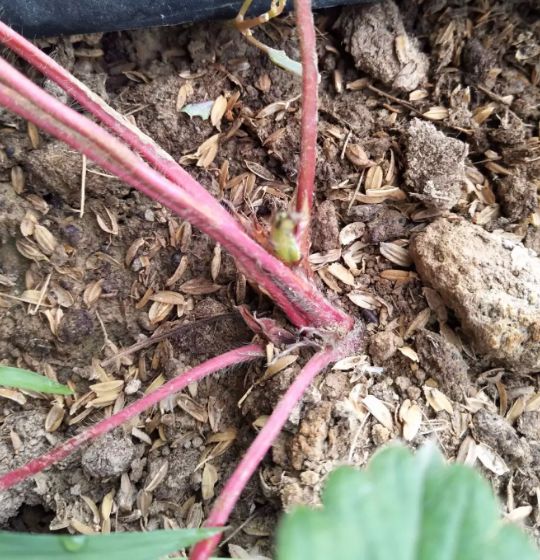 草莓的芽枯病怎样治,草莓新芽发黑腐烂