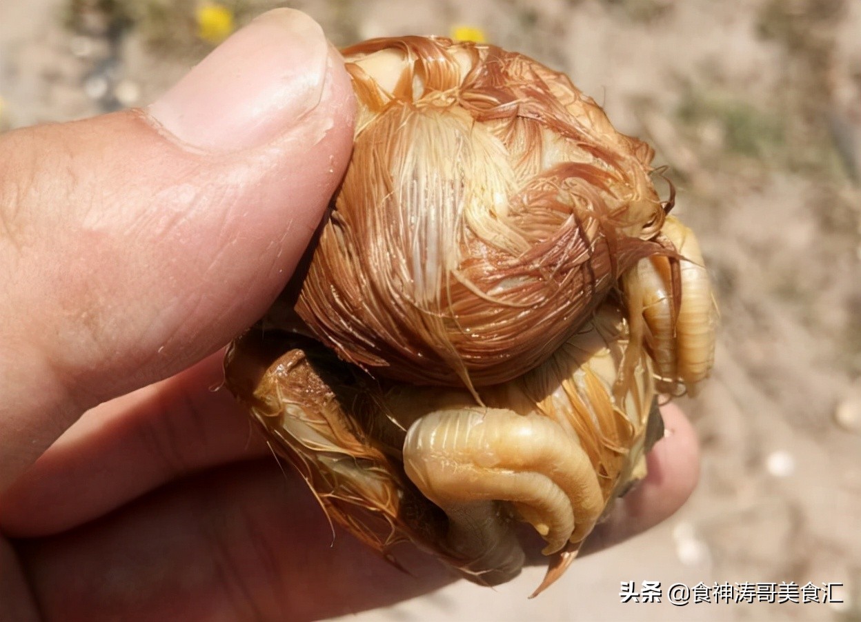 盘点被人类带回了东北特色美食,东北九大特色美食