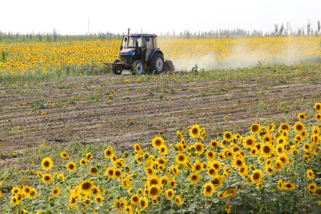 中国大豆惨败的一战,中国大豆困局如何解决