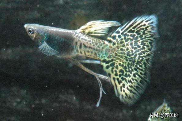 孔雀鱼养不大是什么原因,孔雀鱼养不活的原因有哪些