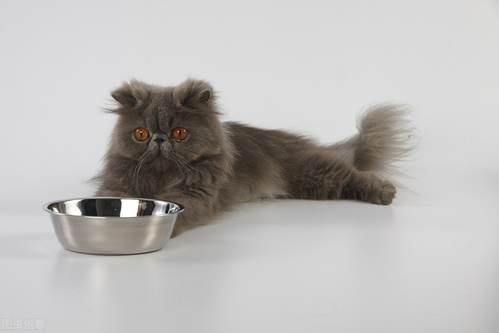 猫咪突然换主人会怎么样,猫咪换主人会想念以前的主人吗