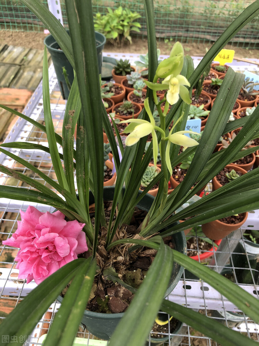 北京地区建兰几月施磷钾肥催花,建兰怎样才能开花5个诀窍