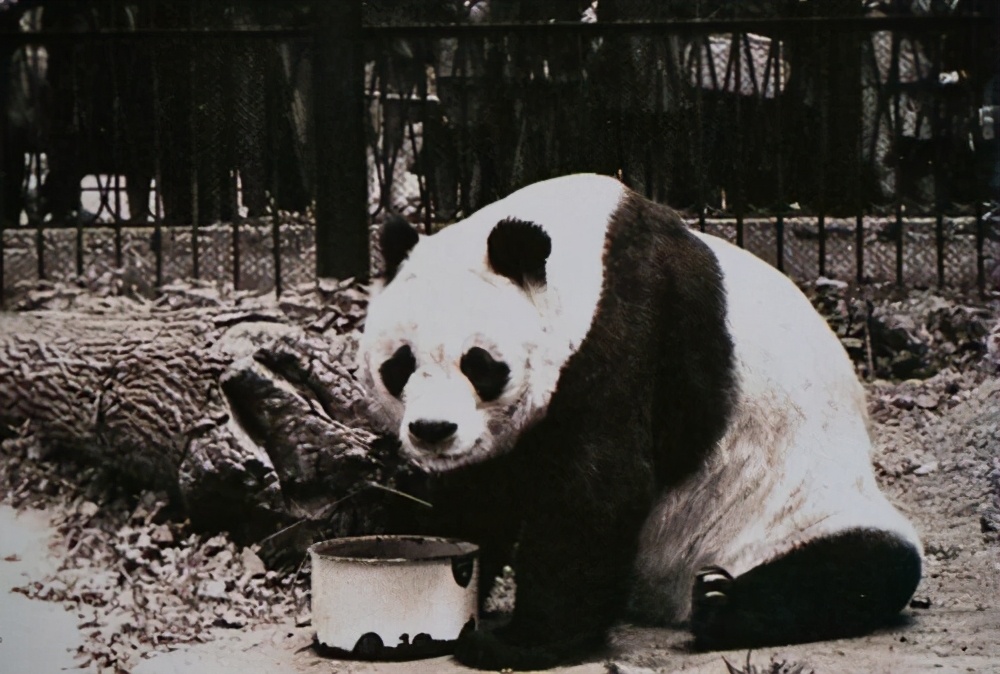 熊猫只值2.5万？美苏不要的“姬姬”，经历坎坷后终得理想归宿