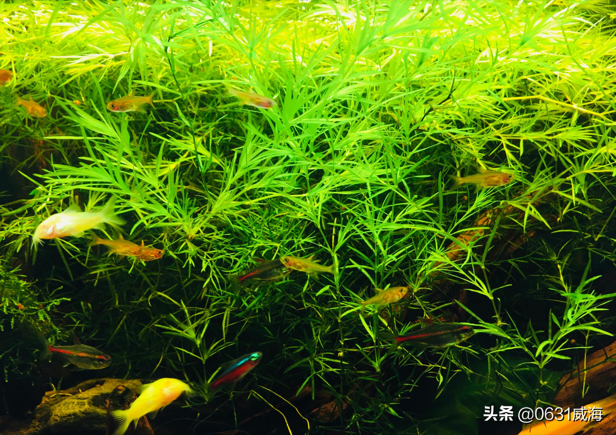 黑壳虾爆缸有什么缺点,黑壳虾老是被底滤吸走