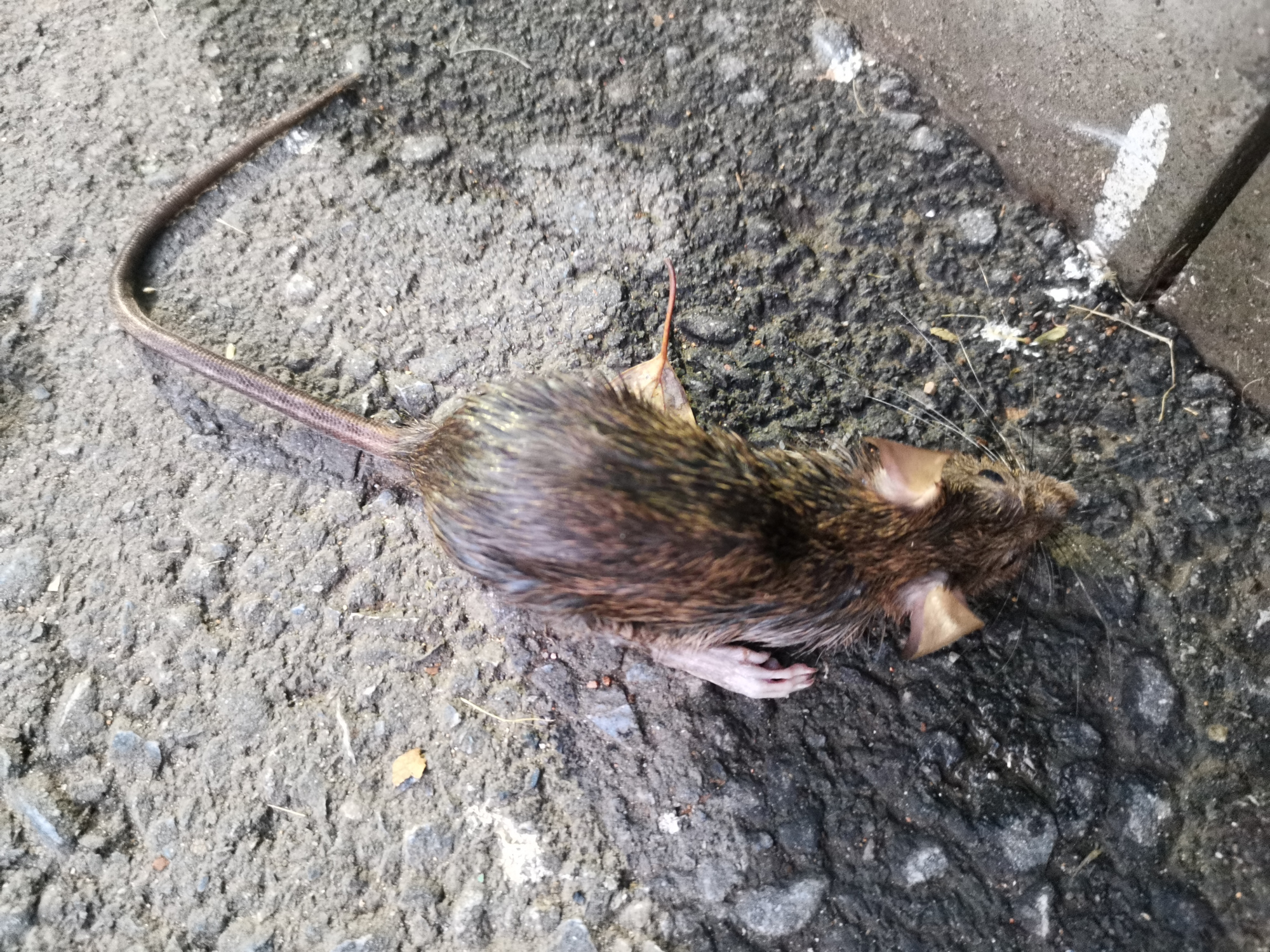 车内捕捉老鼠什么效果最佳,防老鼠进车最好的办法