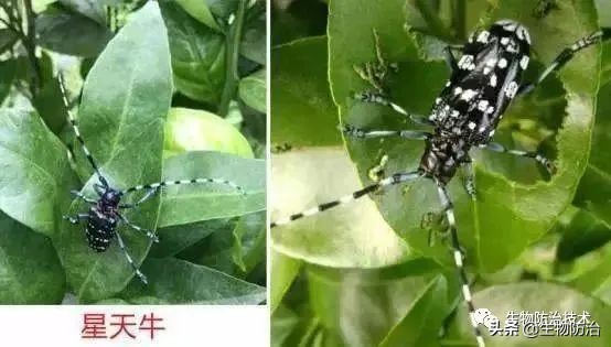 蛀干害虫是钻蛀害虫吗,果树枝干钻蛀害虫图片