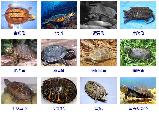 新手养鱼推荐混养品种,新手养鱼入门鱼种混养