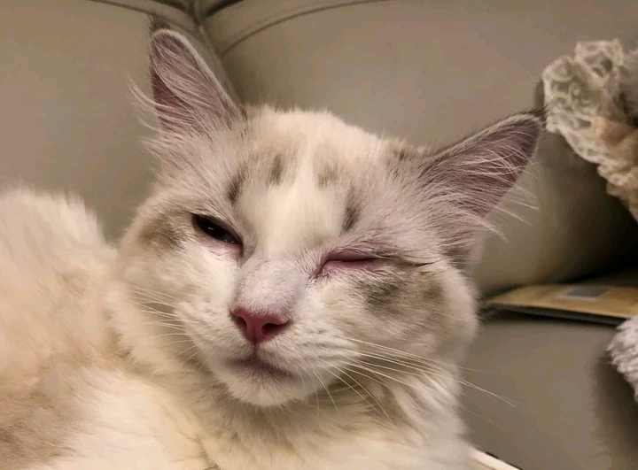 猫咪衣原体感染严重吗,猫咪衣原体感染一般多久可以治愈