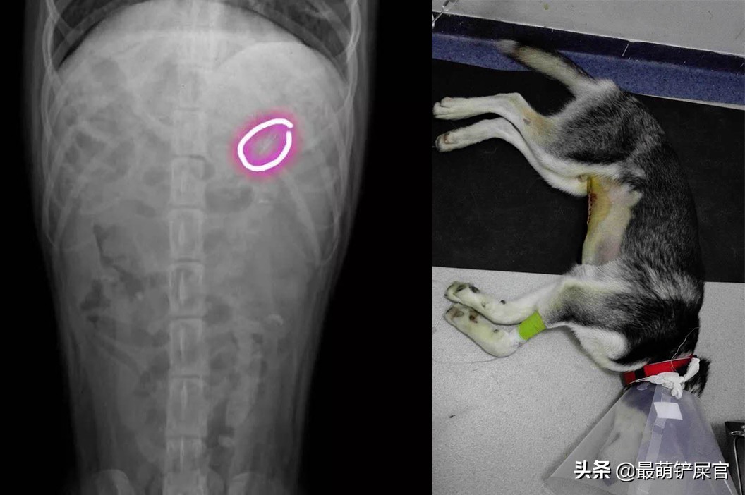 医生用X光片告诉你,蠢萌的宠物们,会不小心吃下什么可笑的东西