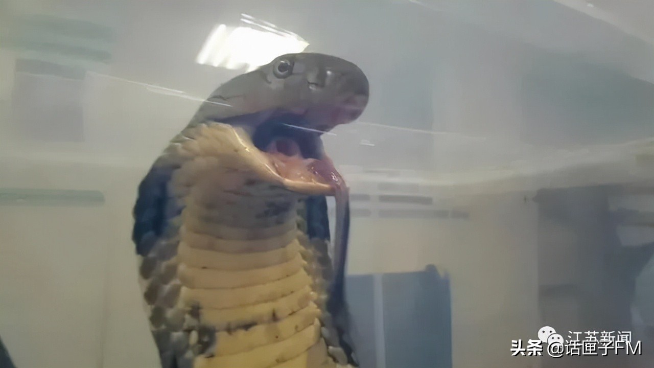4米长，手臂粗！海关截获眼镜王蛇，现场还在不断喷射毒液