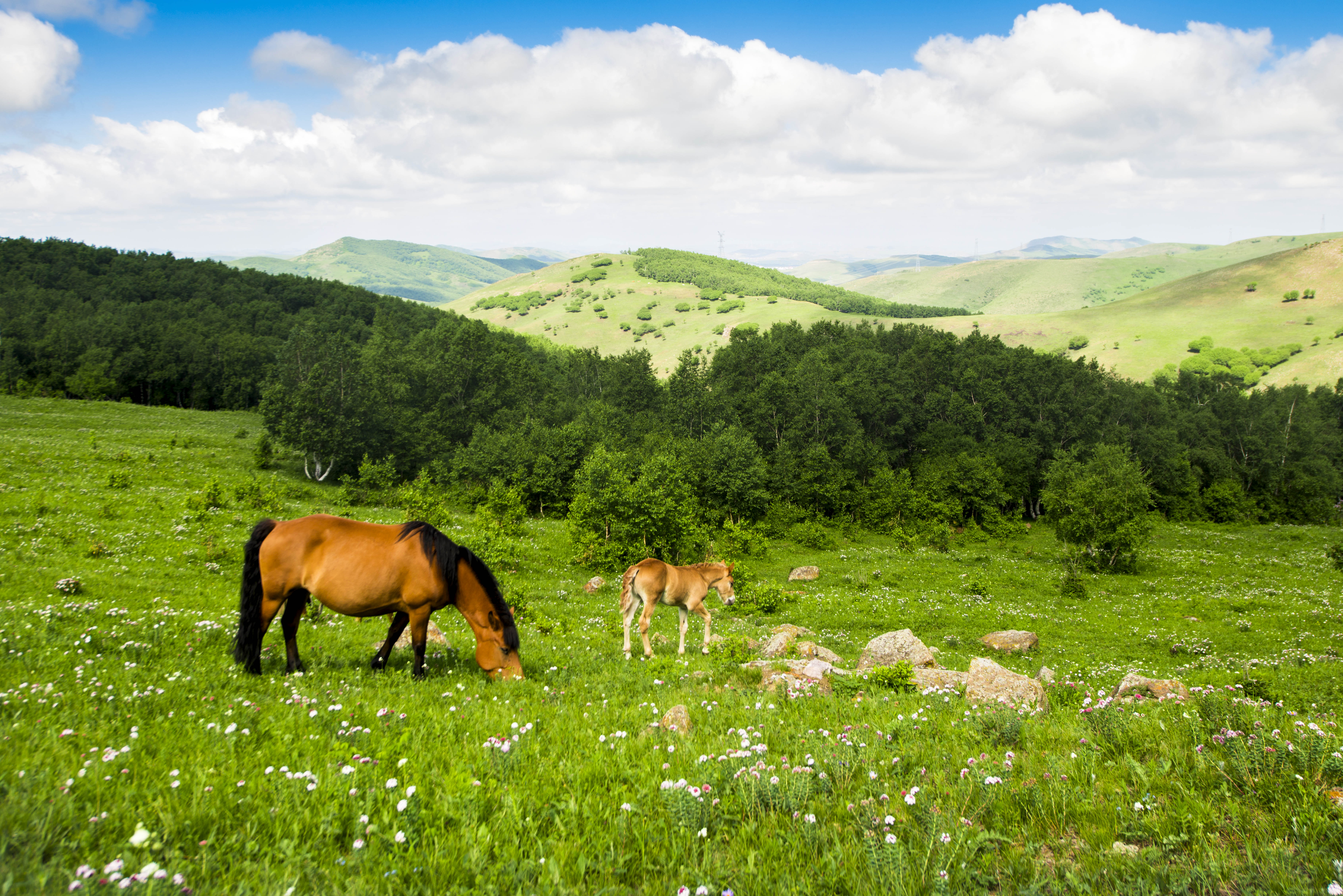 京北第一天路千松坝森林公园,京北第一草原景区和千松坝