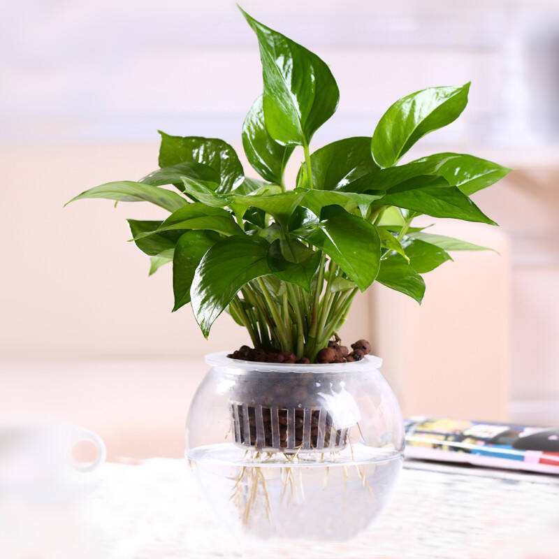 绿萝养着变黄是怎么回事,绿萝养着养着就黄了是什么原因