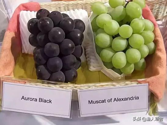 葡萄精细化管理,葡萄产业发展的问题及对策