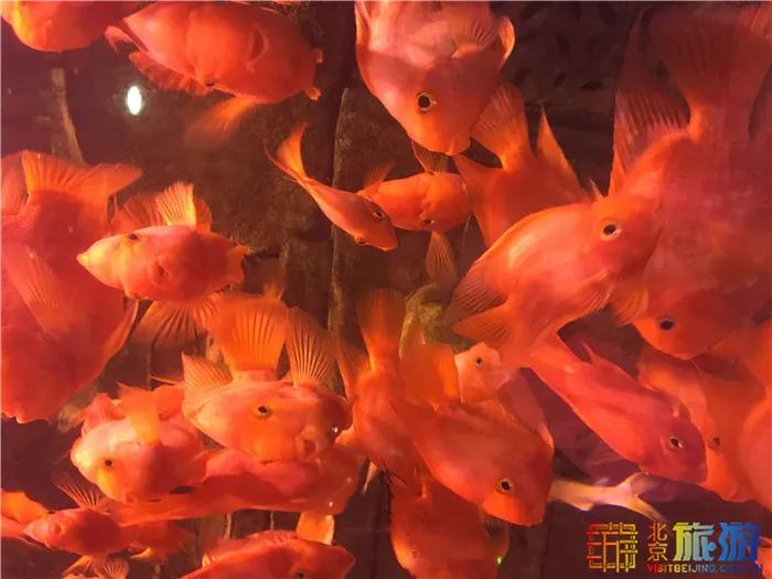 周末有风？别怕，来北京这里看花花草草和无数小可爱！猜到是哪里了吗？