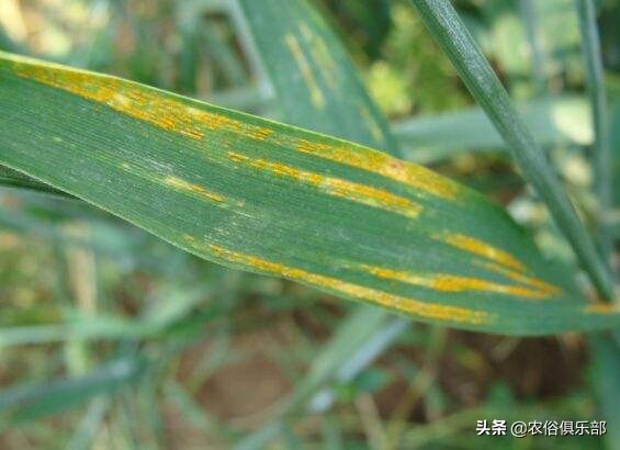 烧秸秆禁令原视频,秸秆禁烧禁抛的通告