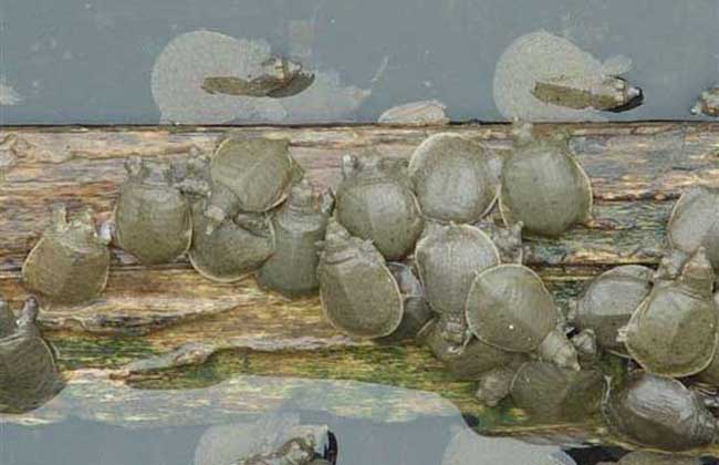 怎样养殖甲鱼的方法,甲鱼如何正确养殖视频播放