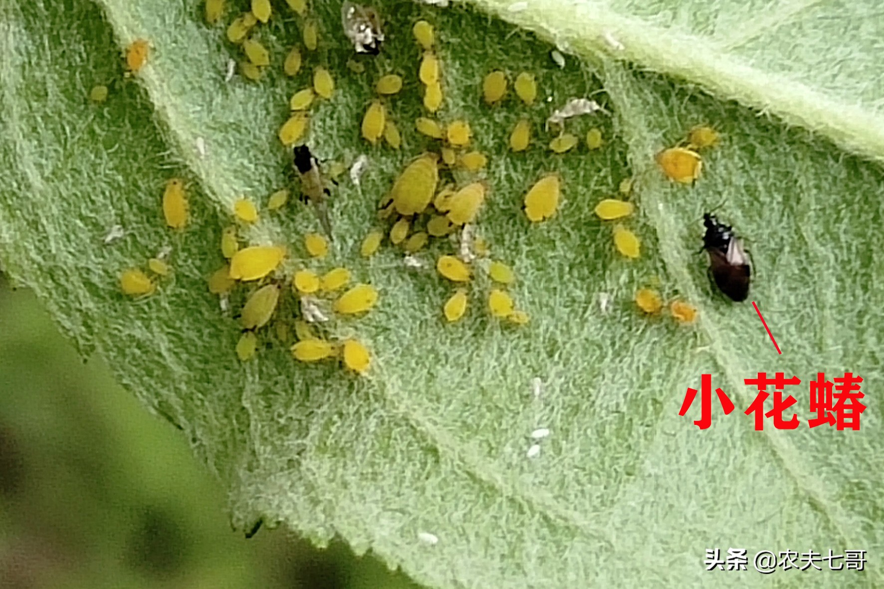 苹果蚜怎么防治,苹果黄蚜用什么药最好