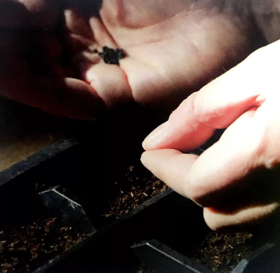 阳台种菜是撒种好还是种菜秧好,阳台种菜用木还是塑料