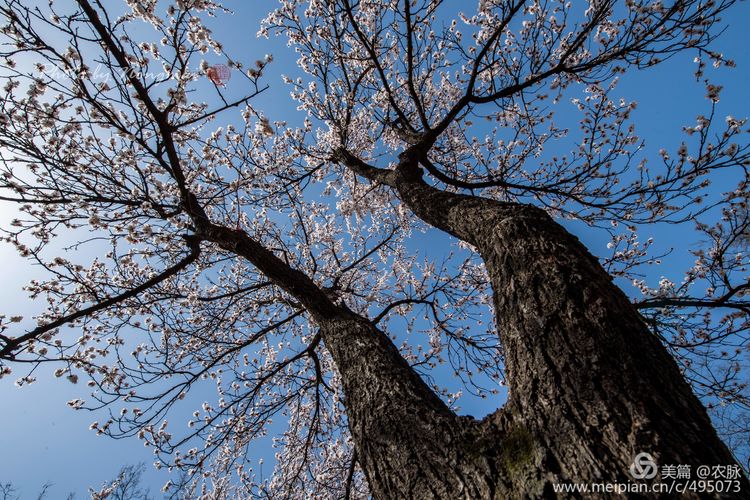 河南灵宝百年古杏林花开遍山野,灵宝北沟古杏林图片