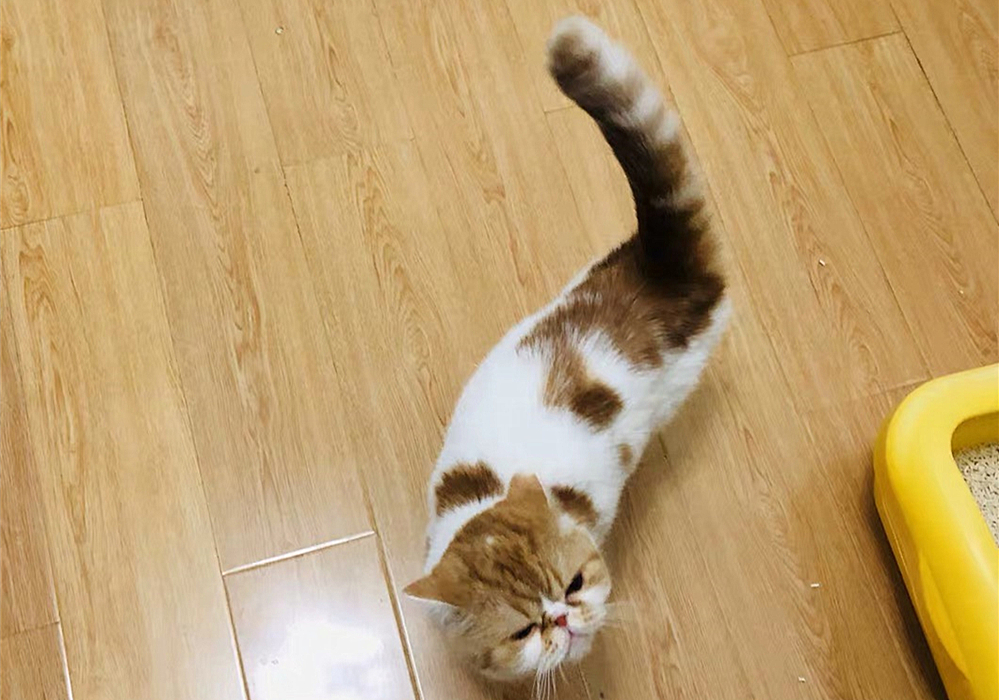 辟谣猫咪真的没有九条命,辟谣猫咪的六个谣言