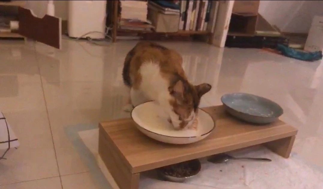 猫为什么不能多吃谷物,猫咪喜欢吃狗粮怎么办
