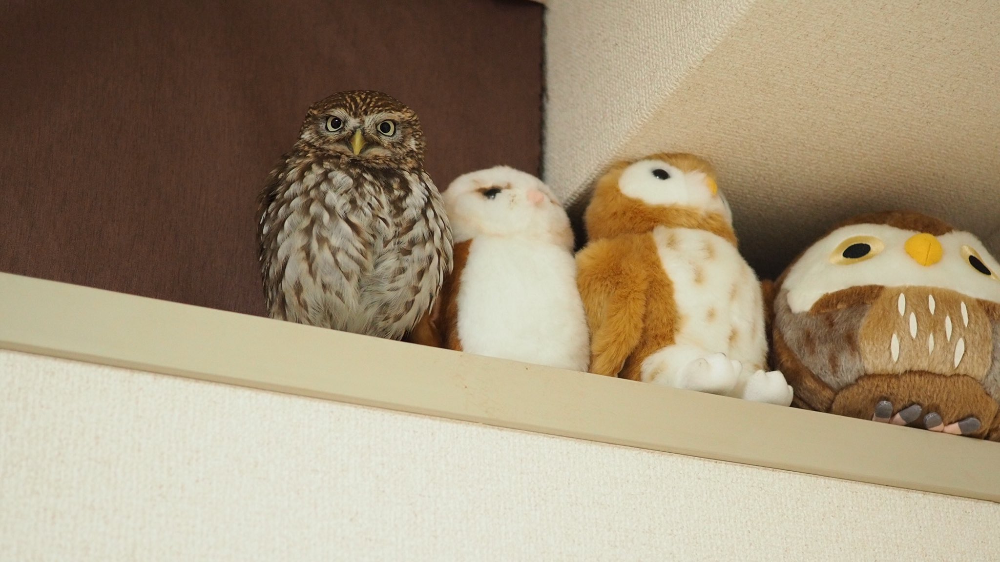 养猫头鹰不好吗,养猫头鹰有什么问题吗