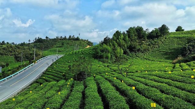 中国十大名茶有都匀毛尖吗,中国十大名茶都匀毛尖茶