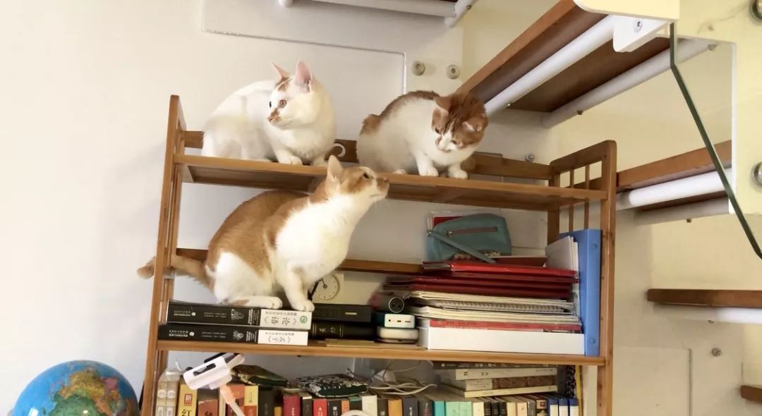 猫窝老是被猫咪压塌,猫窝总被压趴怎么办