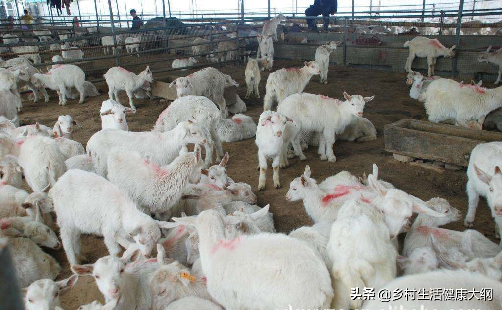 老羊体形瘦是怎么回事,羊瘦弱怎么解决