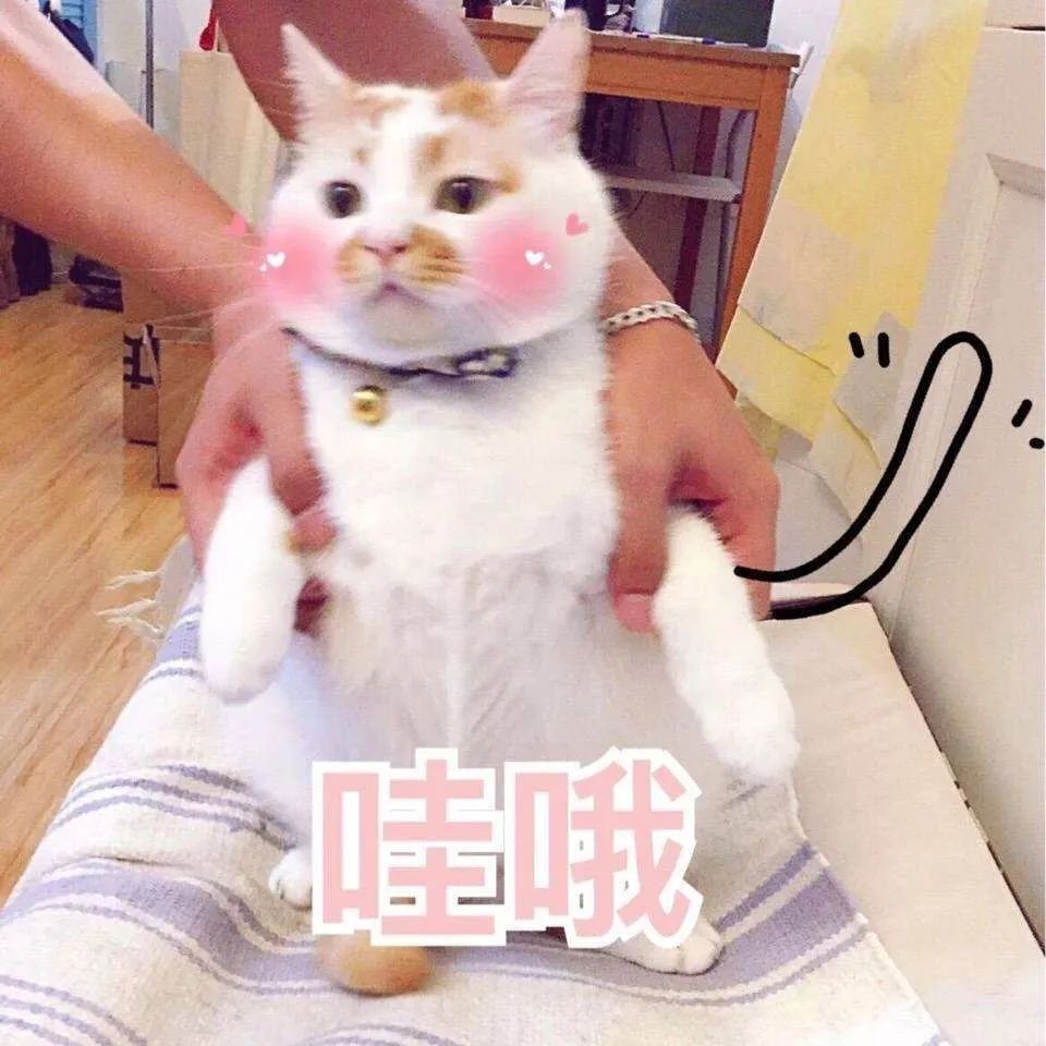 猫咪的胡须原来这么重要,猫咪胡须对猫有什么影响