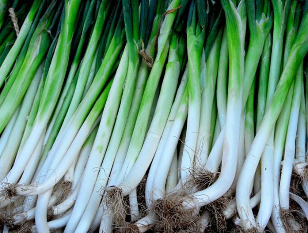 大葱能吃吗有什么好处,大葱吃多了嘴里发涩怎么办