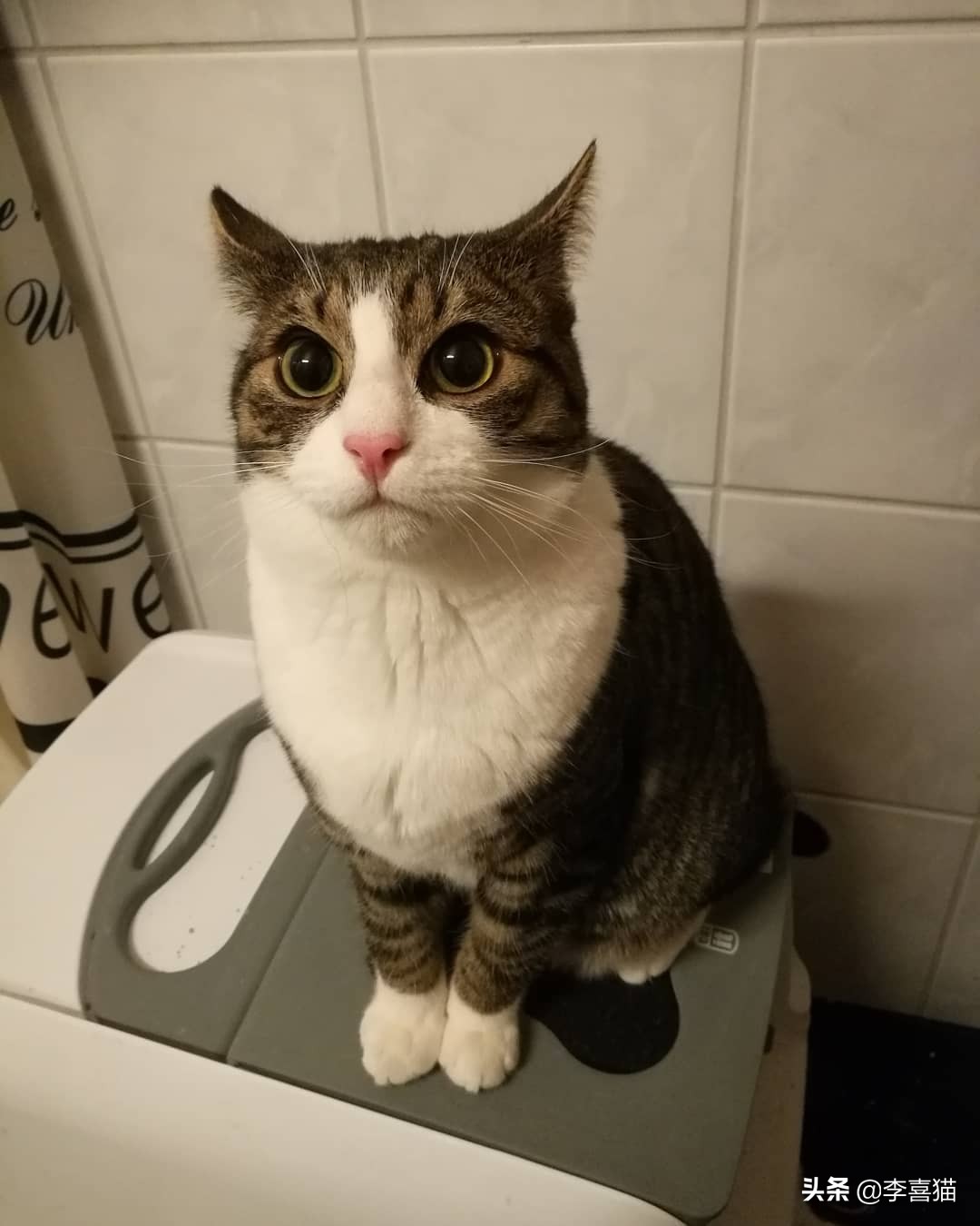 辟谣猫咪不能戴铃铛,猫咪没事喜欢咬着玩