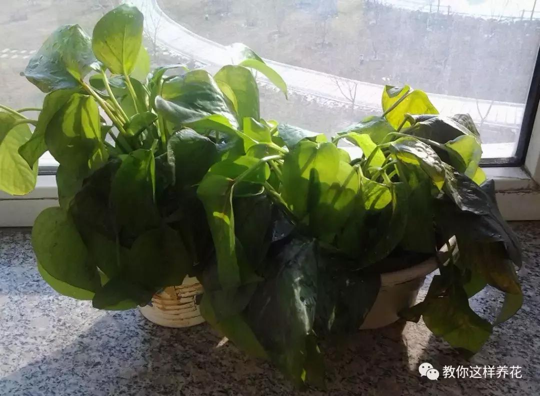 绿萝叶子冻伤掉完了就剩藤条了,绿萝叶子冻伤能修剪重新发芽吗