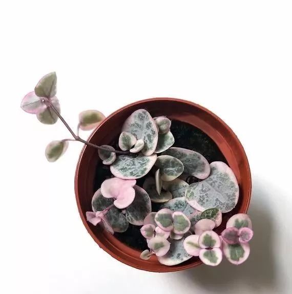 才买的爱之蔓锦要移盆吗,爱之蔓锦的繁殖方法