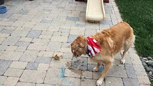 狗狗的性格特点有哪些类型,狗狗的5大性格类型