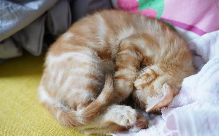 新养猫如何引导它的好习惯,教你轻松掌握养猫方法