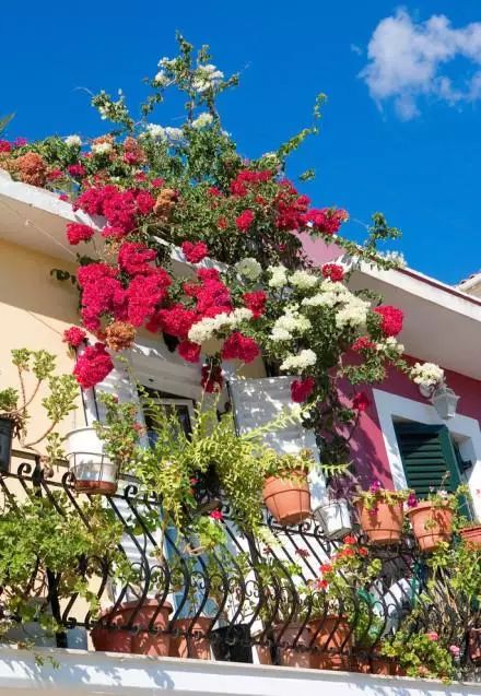 阳台打造成小花园超好养,阳台打造成小花园