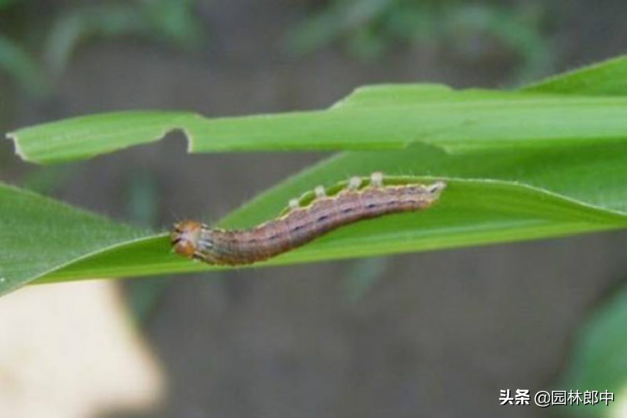 草坪食叶害虫爆发期防治方法,树叶一夜被吃光