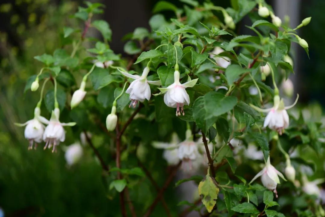 阳台照不到太阳可以种迷迭香,阳台晒不到太阳可以种黄瓜吗
