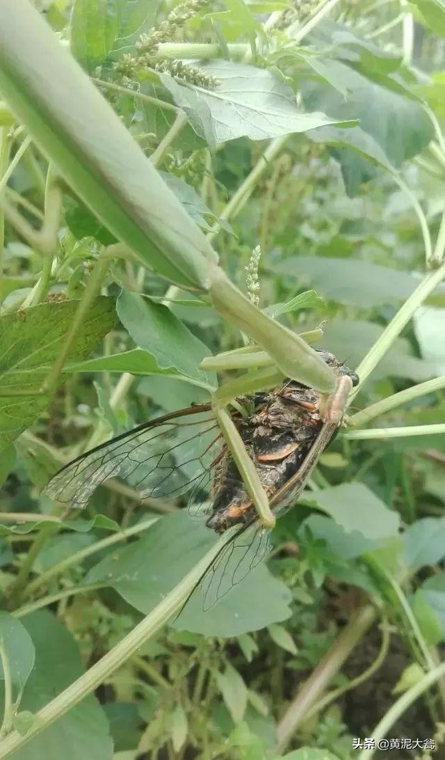 听大瓮聊聊生态种植里的那些事儿之昆虫篇（二）