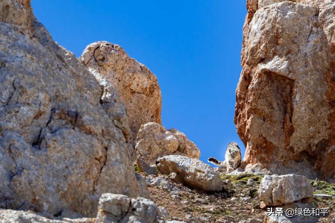 自然合伙人|“三江主人”彭建生：建一座图像喜马拉雅的藏族汉子