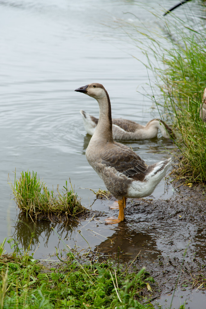 养鹅前景分析毕节,目前养鹅前景如何