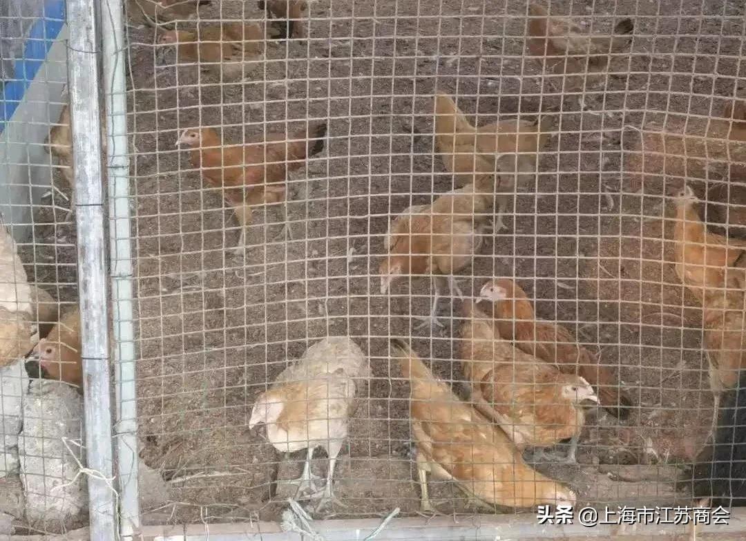 金浦农业示范园,金浦农业种植